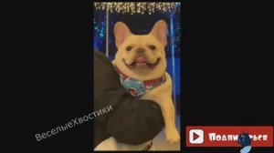 СМЕШНЫЕ ЖИВОТНЫЕ 2023 ЛУЧШИЕ ПРИКОЛЫ С КОТАМИ И CОБАКАМИ