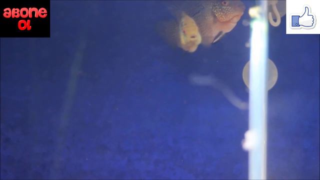 FLOWERHORN ÇİFLEŞME HAZIRLIKLARI