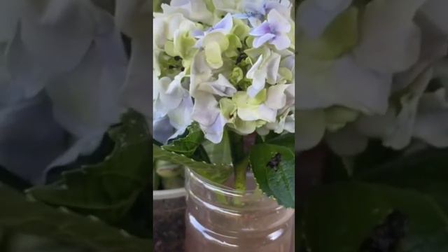 Как Укоренить ГОРТЕНЗИЮ #гортензия #просто смотреть онлайн