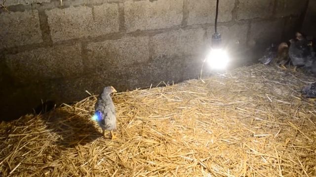 Уличное содержание цыплят. смотреть онлайн