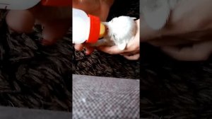 Как кормить новорожденных щенков чихуахуа.