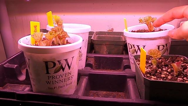 Potager Garden Update And Planting Squash Seeds 🍓🍆🌶 // Suburban Oasis April 2021