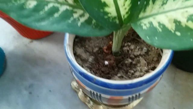 dieffenbachia plant care care#dieffenbachiavarieties #dumbcane смотреть онлайн