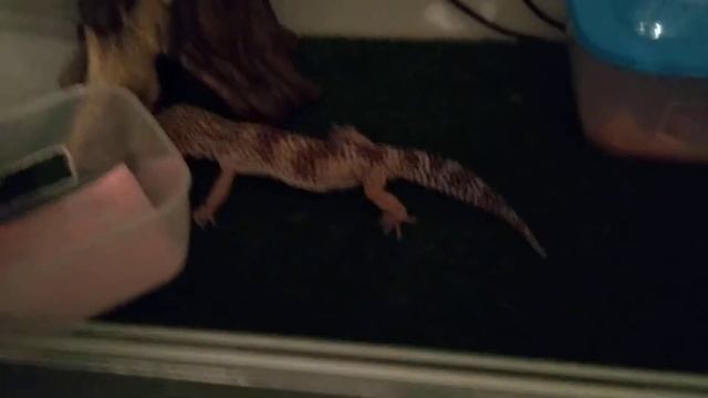 Эублефар - хищник смотреть онлайн