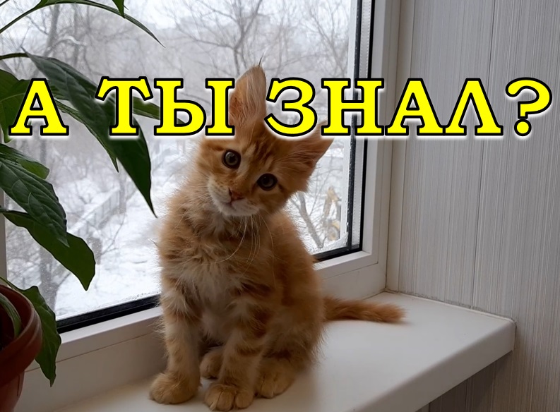 А У НАС ПОПОЛНЕНИЕ??! Второй КОТИК в семье?????