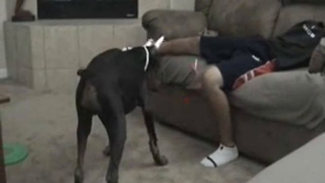 доберман напал на ребенка\\\ Doberman Attack