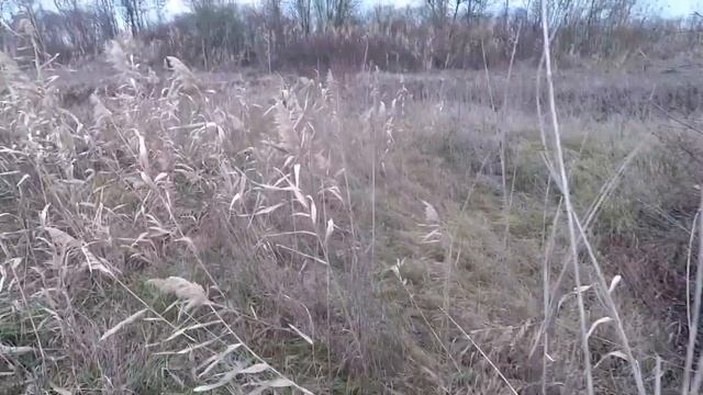 Охота на зайца с курцхаарами. смотреть онлайн