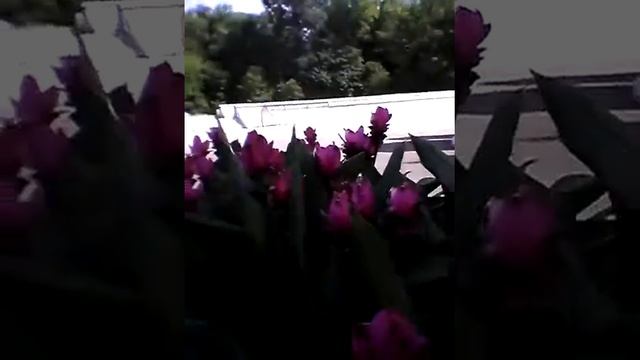 Curcuma alismatifolia siam shadow! смотреть онлайн