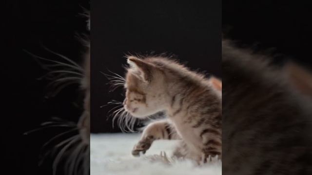 маленький котенок синие глаза смотреть онлайн
