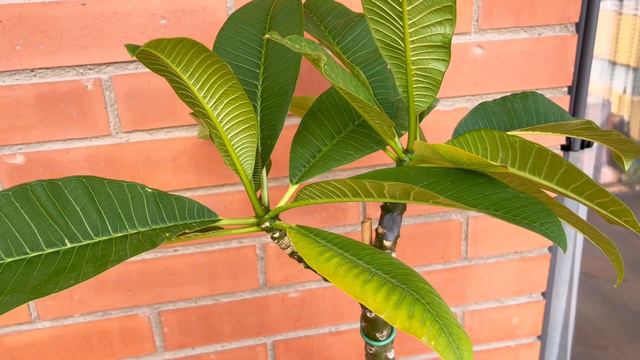 🤩 RESULTADOS del test de MICORRIZAS en PLUMERIAS (PARTE 2) 🤩#plumerimax #plumerias смотреть онлайн