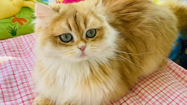 🤩 КОТЯТА И КОШКИ ПРЕМИУМ👑ЗОЛОТАЯ ШИНШИЛЛА🧡GOLDEN KITTENS 👑 смотреть онлайн