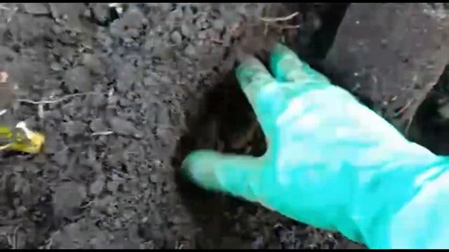 как высадить рассаду артишока в открытый грунт смотреть онлайн