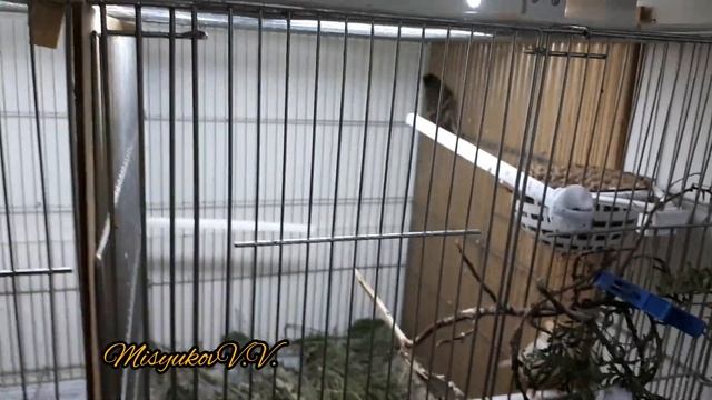 Разведение щеглов