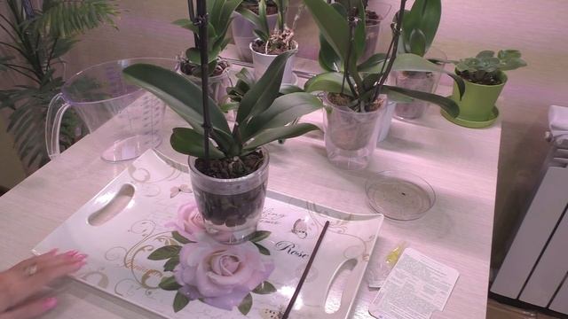 Помощь орхидее с ПЕРЕОХЛАЖДЕННЫМИ корнями. смотреть онлайн