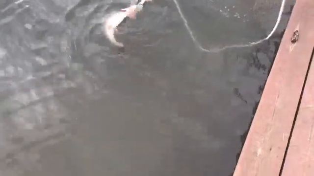 Здравствуйте РК Фиш'ка Данилово снова с Вами. Поклевка щуки на живца. смотреть онлайн