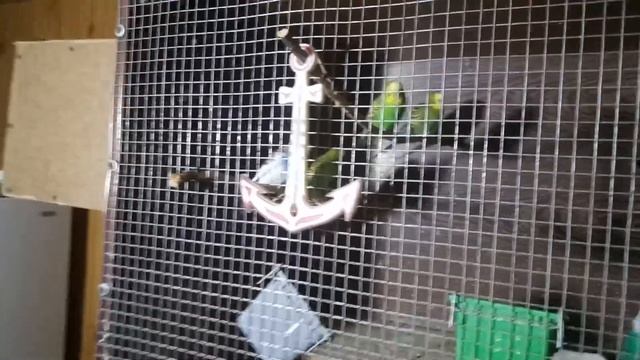 КАК ДОКОРМИТЬ ПТЕНЦА ВОЛНИСТОГО ПОПУГАЯ ВРУЧНУЮ? РАЗВЕДЕНИЕ ВОЛНИСТЫХ ПОПУГАЕВ смотреть онлайн