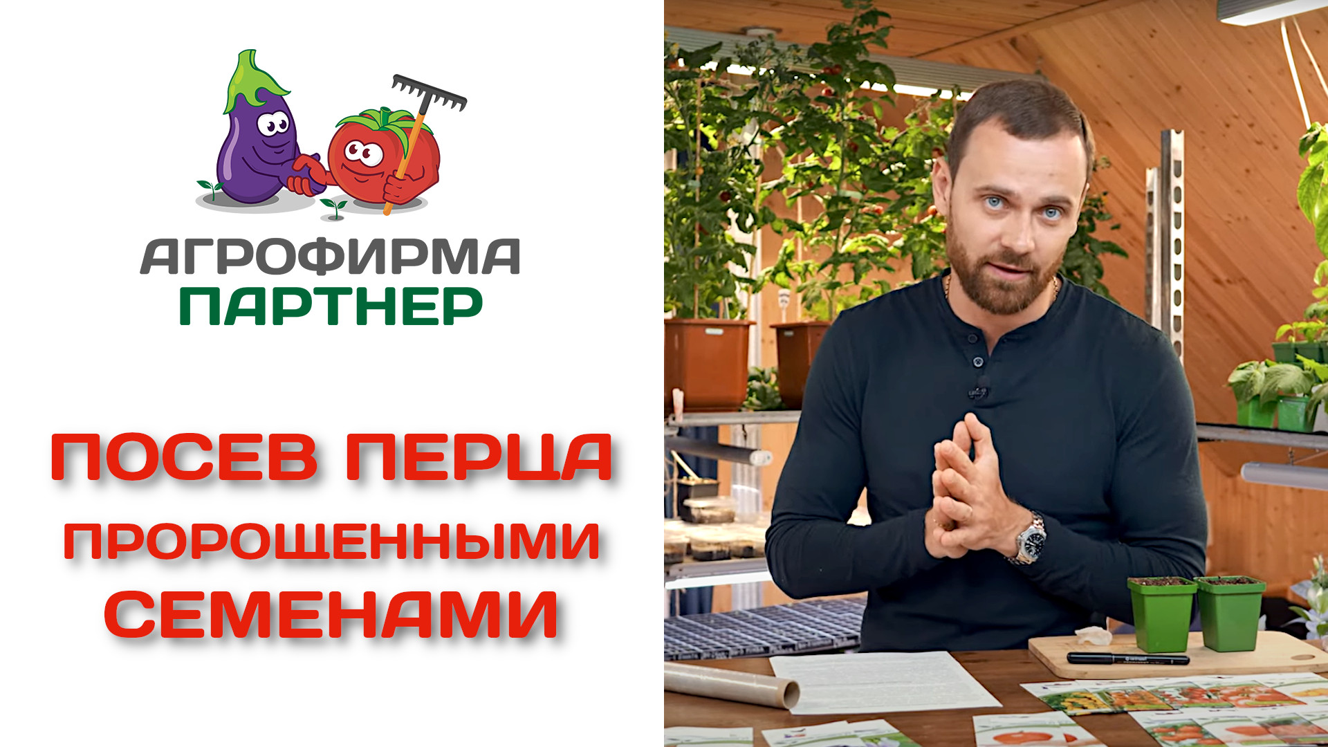Посев перца пророщенными семенами смотреть онлайн