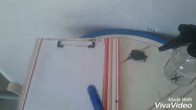 Называю черепаху смотреть онлайн