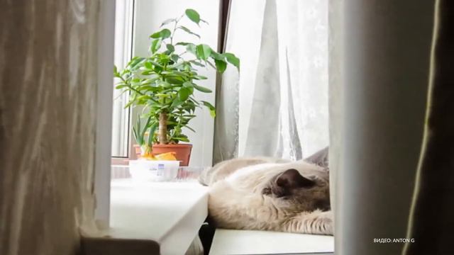 В выходные москвичей ожидает слякотная и ненастная погода смотреть онлайн