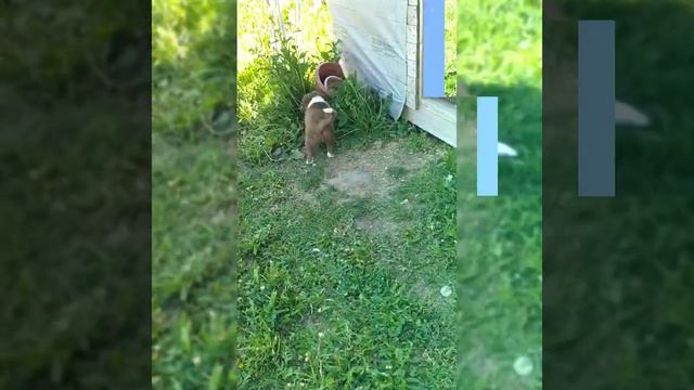 щенок бордер колли смотреть онлайн