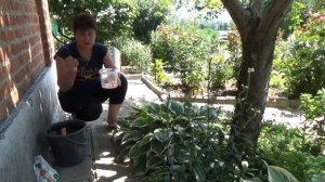 Хосты в саду Чем я подкармливаю свои хосты для крупного и яркого листа