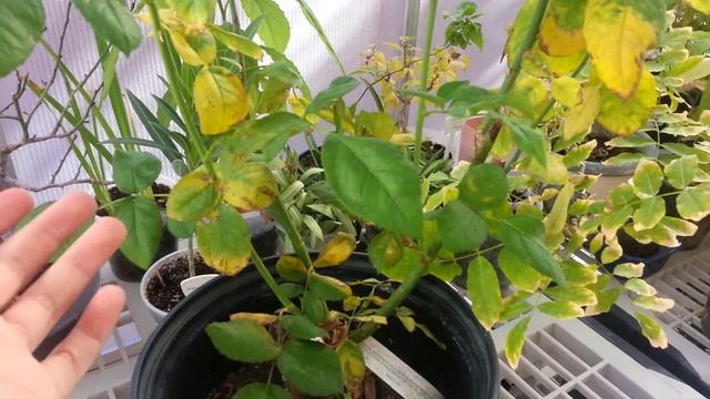 Purple Tiger Rose смотреть онлайн