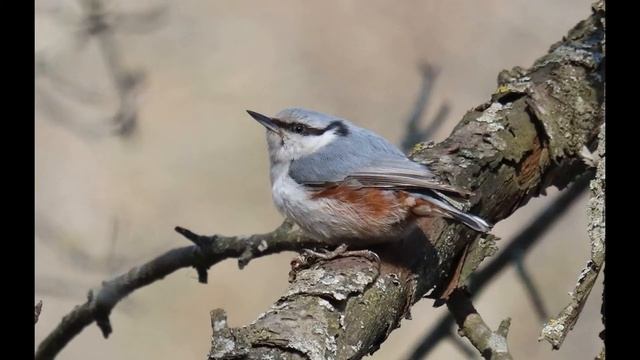 Поползень обыкновенный смотреть онлайн