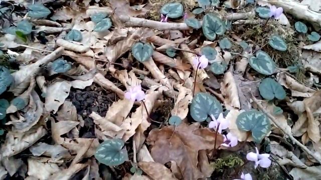 Поход к горной реке, цветы, самшитовая роща. Так-то 4-е февраля, Каштаны! смотреть онлайн