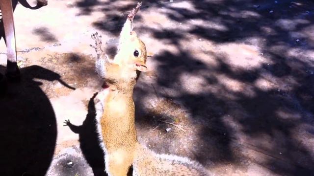Dancing Squirrel смотреть онлайн