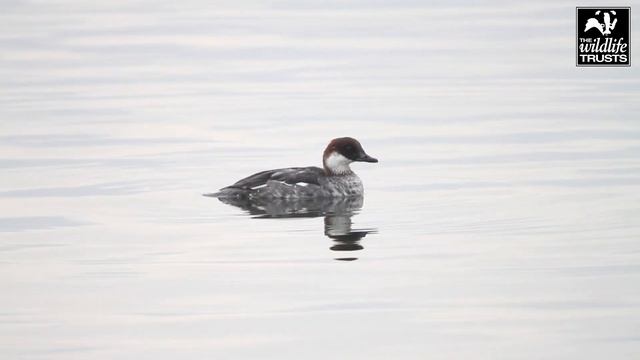 Diving Duck ID смотреть онлайн
