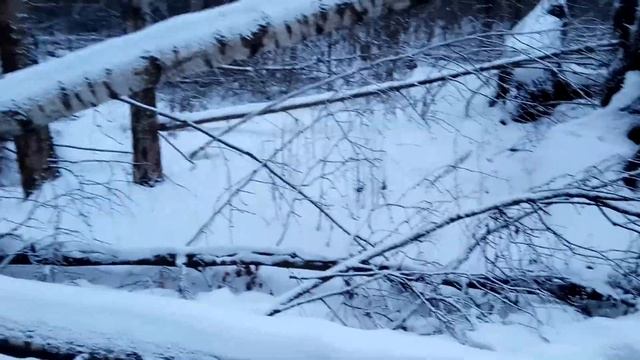 VID 20211219 151903 Под ветвями плакучих деревьев...( Н.Рубцов)... Павел Васильев Лахтинский смотреть онлайн