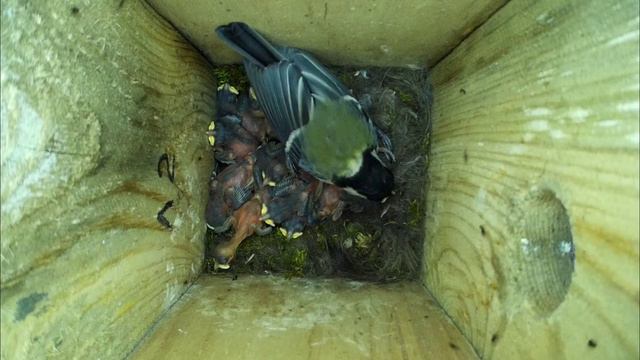 Большая синица защищает гнездо от муравьёв ( Parus major ) смотреть онлайн