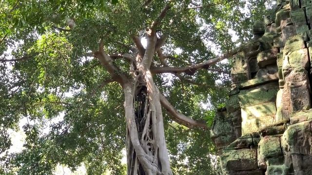 Ангкор-Ват 2020! Angkor Wat! Святые места Камбоджи Путешествие в Камбоджу вместе с ProLIFE channel смотреть онлайн