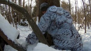 Охота с лайкой на куницу. На закрытии охотничьего сезона...