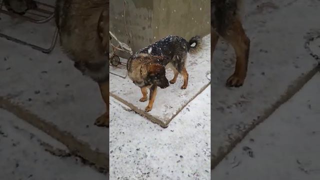 Пёс Буран прячет еду смотреть онлайн