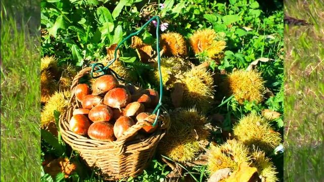 Прогулка в осень. смотреть онлайн