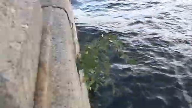 На Фонтанке выросли помидоры смотреть онлайн