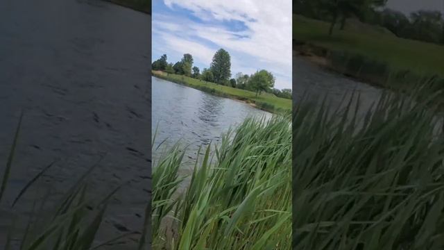 using Berkeley gulp minnows great bait link In description смотреть онлайн