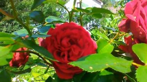 Эта плетистая  роза станет королевой вашего сада! Роза Амадеус.