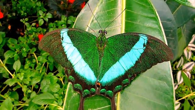 Парусник Палинур (Papilio palinurus). Малайзия, Филиппины. смотреть онлайн