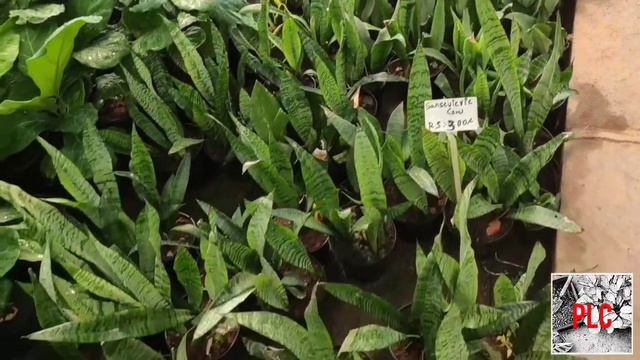 M M Floritech Nursery, Varthur, Bangalore Visit|Cheapest Plants in Bangalore|Nursery Visit Bangalor смотреть онлайн