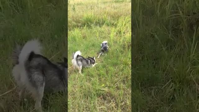 Аляскинский кли кай ) смотреть онлайн