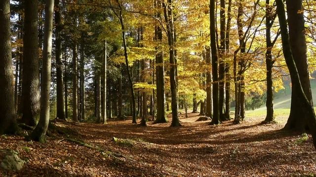 Leaves Falling in Autumn / Rustling Tree Leaves and Gentle Wind смотреть онлайн