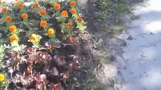 Подмосковная клумба 7 смотреть онлайн
