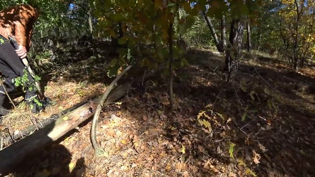 УЕЗЖАЛИ за СОСНАМИ, а привезли ЗОНТИКОВ... ) Как вкусно приготовить гриб-зонтик. смотреть онлайн