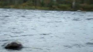 река Бурная Приозерский район