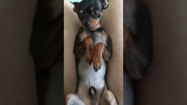 Смешной той терьер,смотреть всем. смотреть онлайн