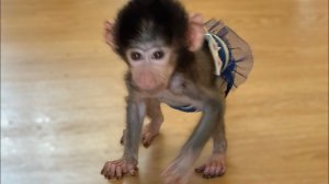 Степашка с Люсей ПРОСНУЛИСЬ! Степа скоро будет выходить в открытый вольер!