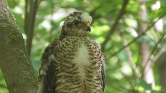Слёток ястреба-перепелятника ( Accipiter nisus ) смотреть онлайн