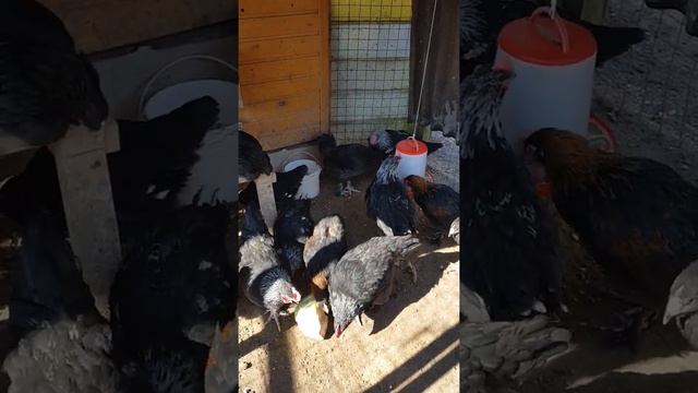 Мараны в 2 месяца.